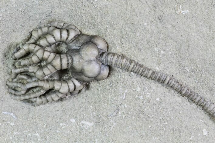 Crinoid (Cyathocrinites) Fossil - Crawfordsville, Indiana #87980